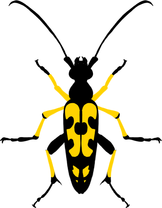 coléoptère