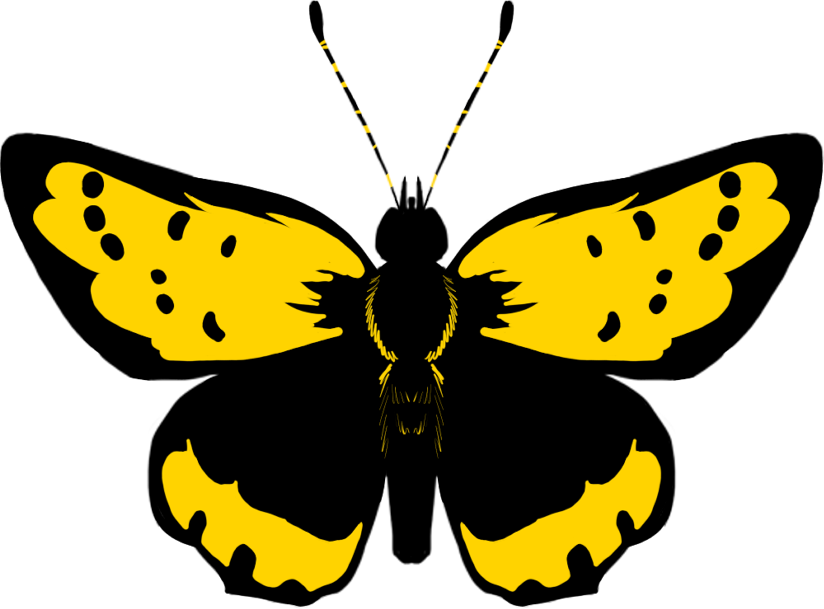 papillon