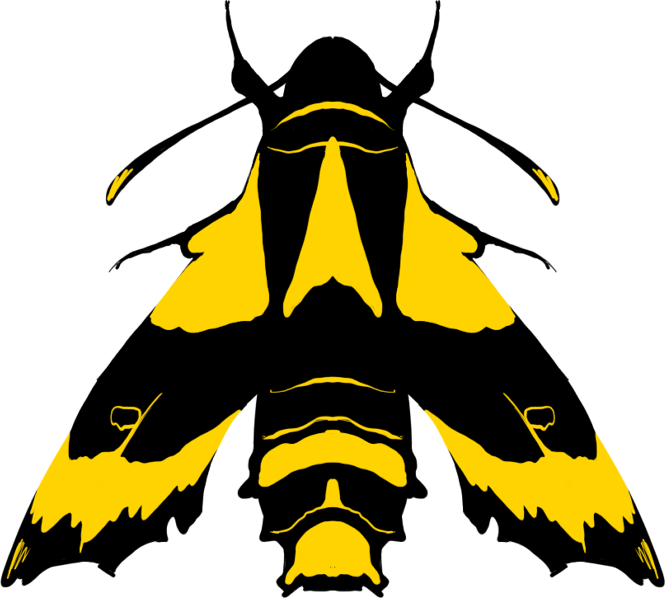 lépidoptère